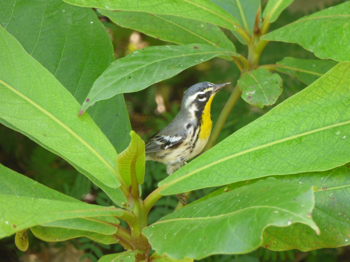Yellow-throated Warbler - ML72812251
