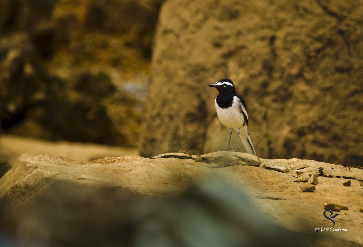 White-browed Wagtail - ML72814531