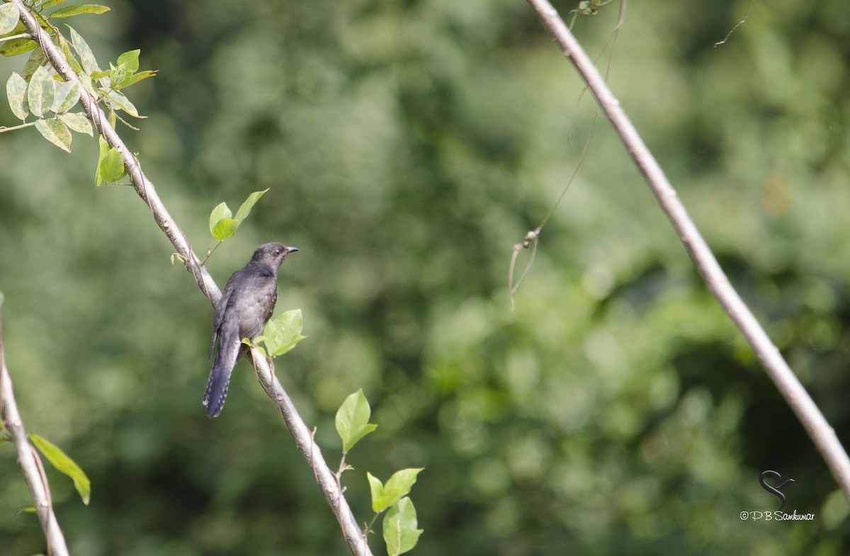 Gray-bellied Cuckoo - ML72814911