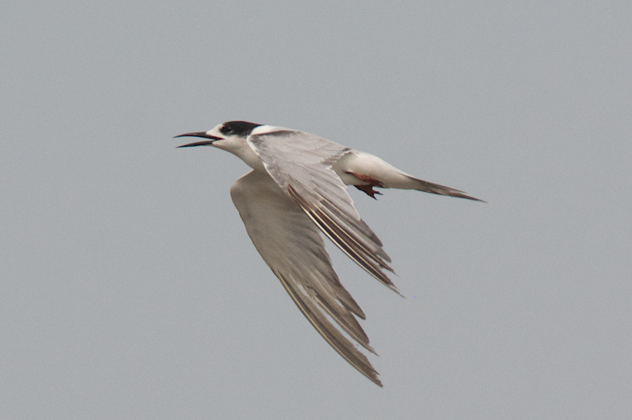 Common Tern - Ashis Kumar  Pradhan