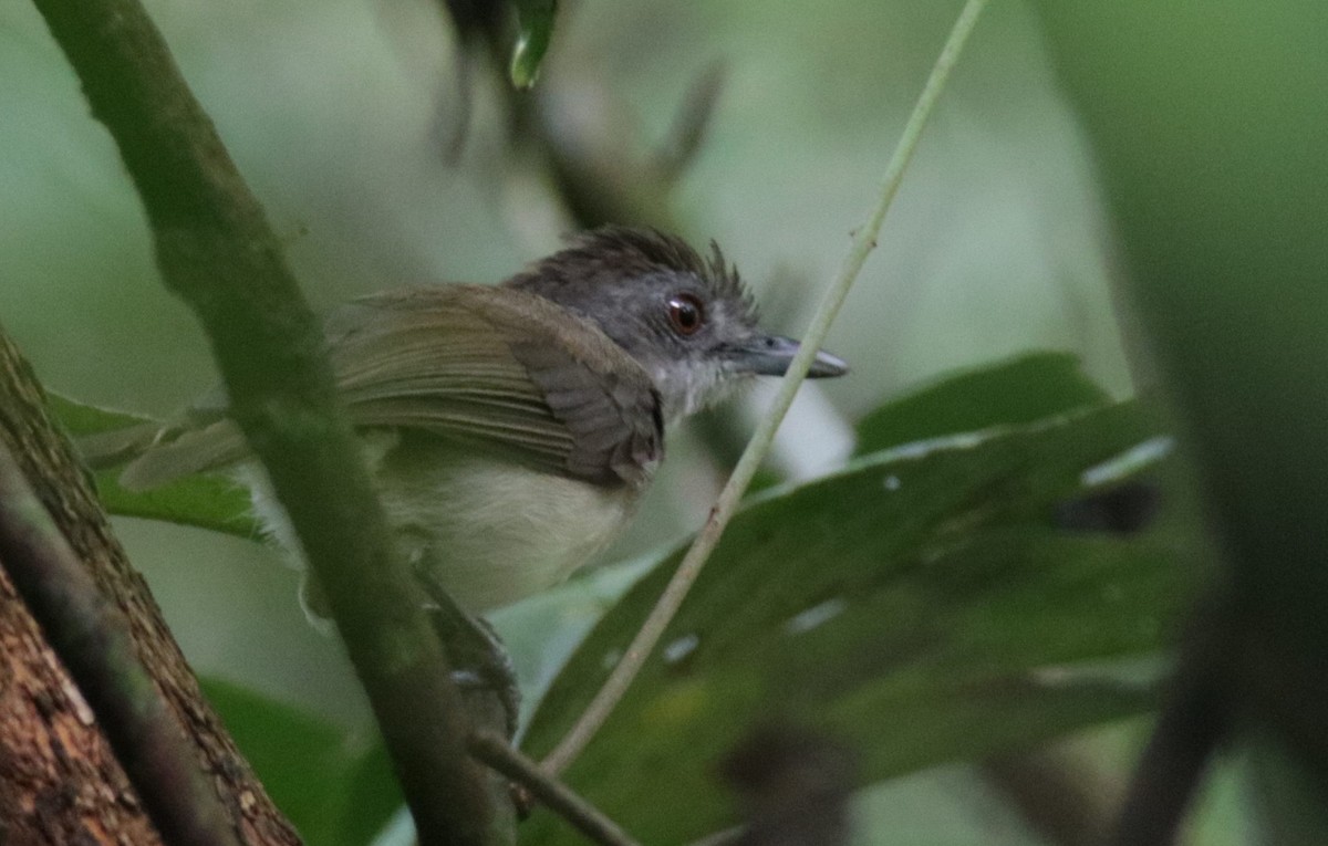 Sooty-capped Babbler - ML72815251
