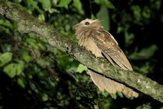  - Large Frogmouth