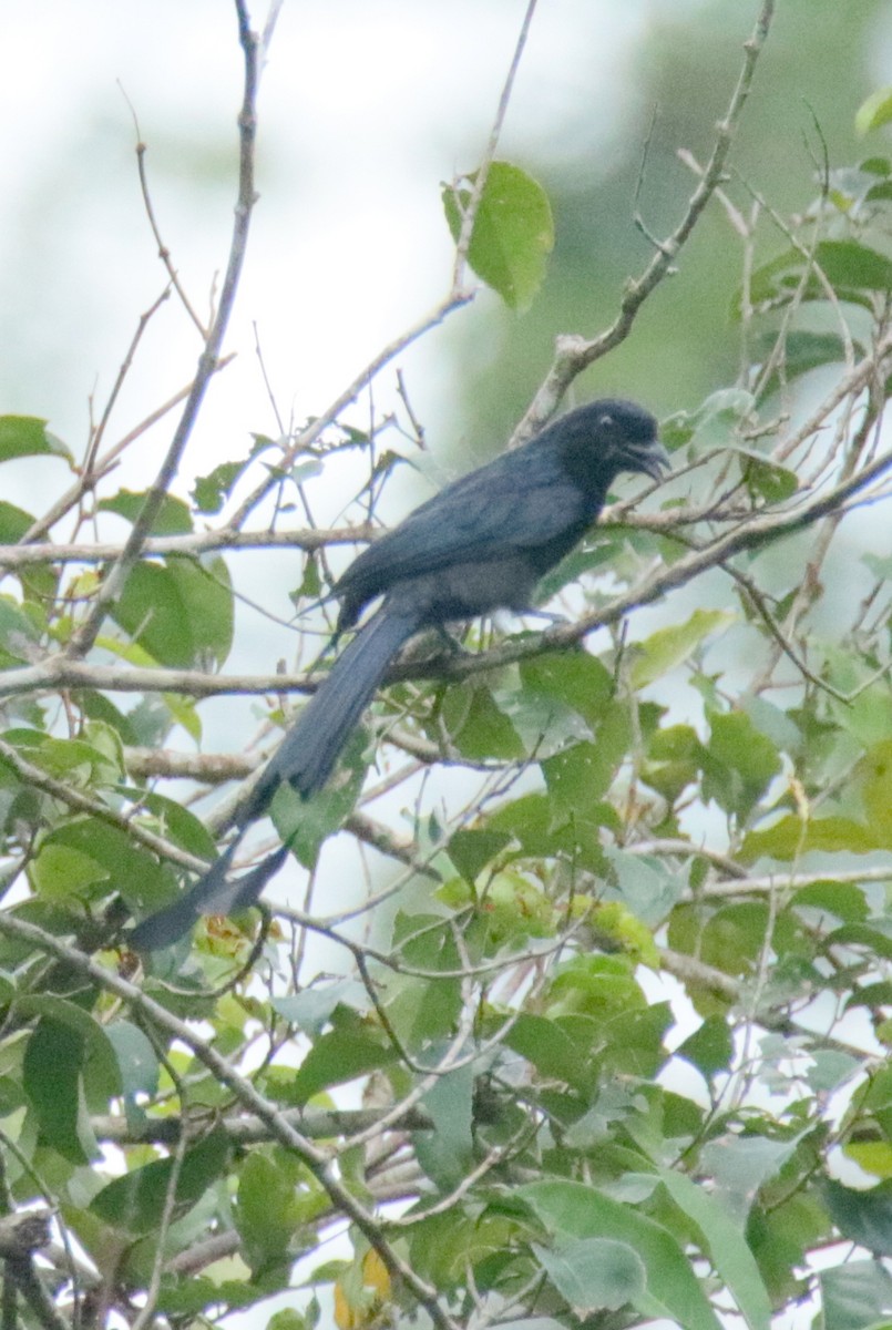 Greater Racket-tailed Drongo - ML72817271