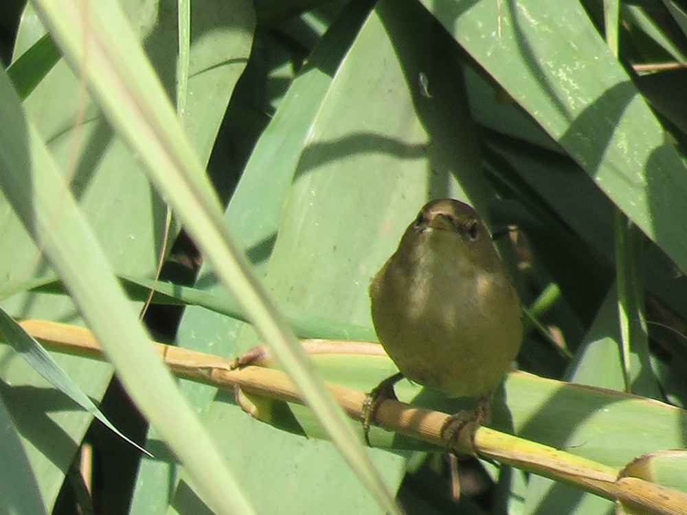 Common Reed Warbler (Common) - ML72819141