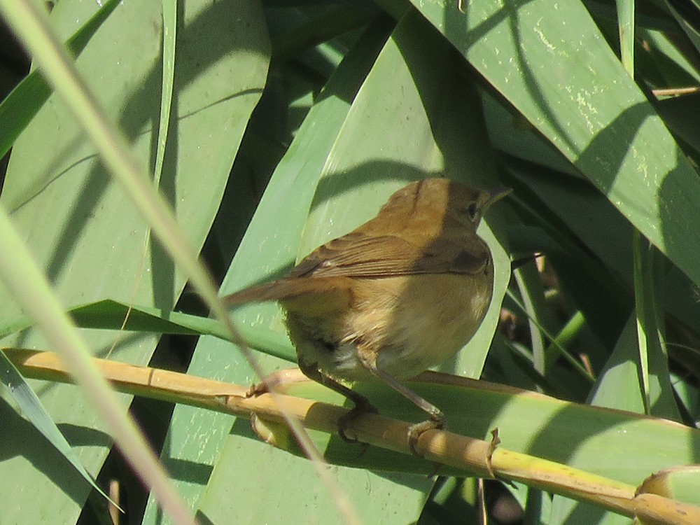 Common Reed Warbler (Common) - Pedro Fernandes