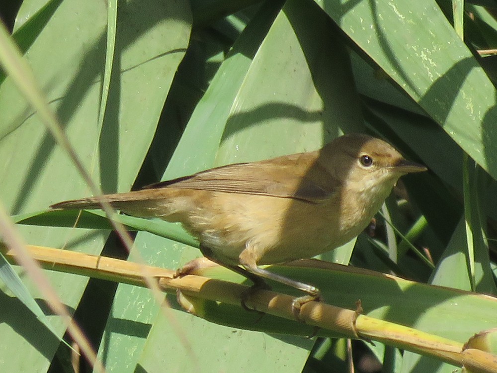 Common Reed Warbler (Common) - ML72819191