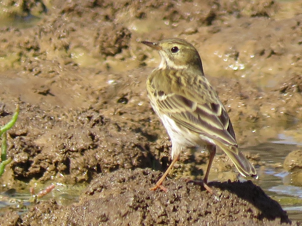 Meadow Pipit - ML72819261