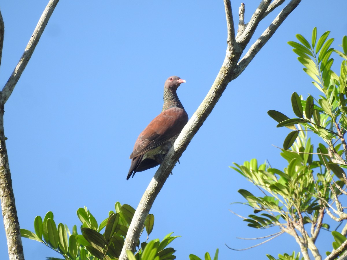 Scaled Pigeon - ML72820411