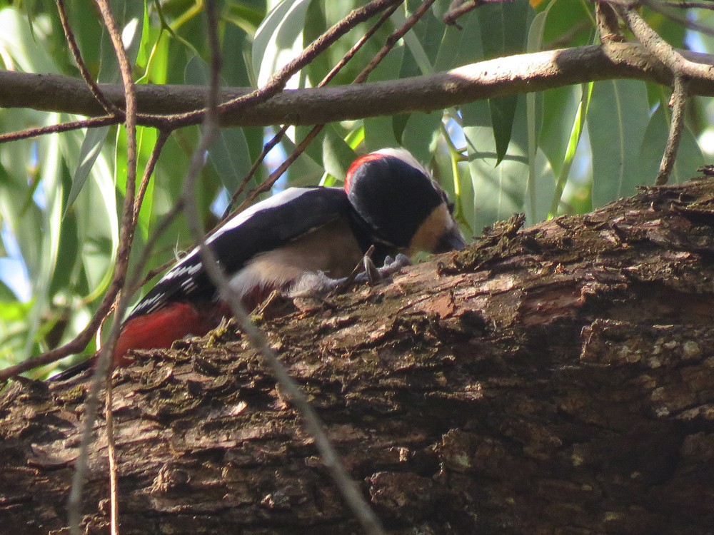 Great Spotted Woodpecker (Atlas) - ML72820641