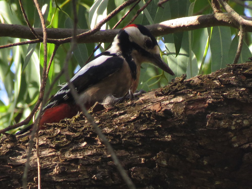 Great Spotted Woodpecker (Atlas) - ML72820661