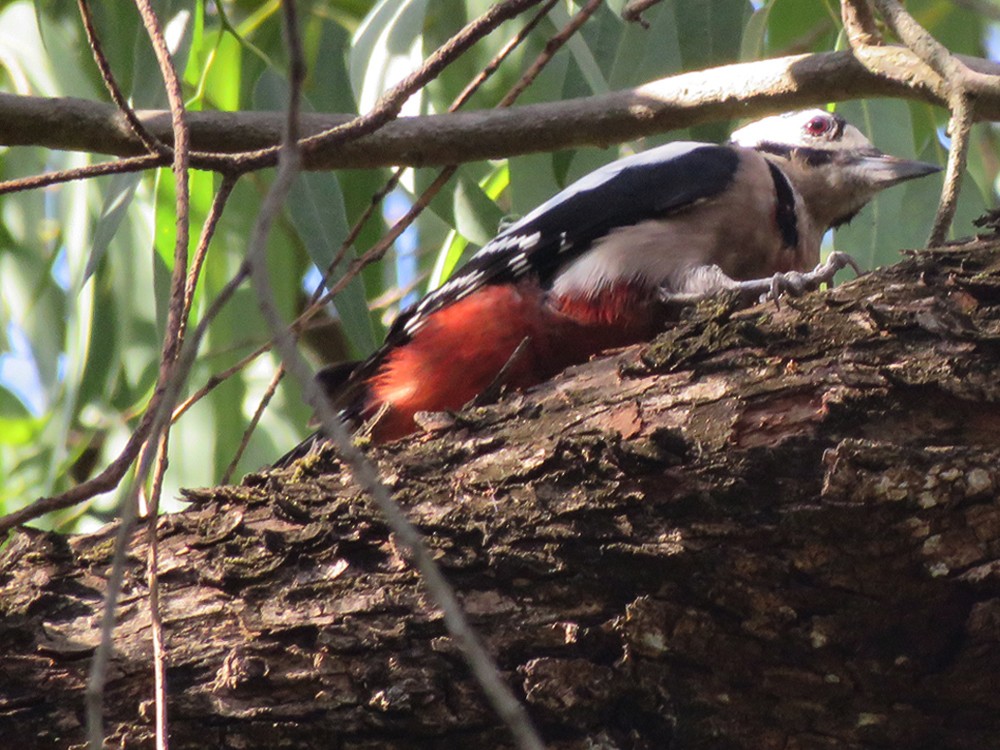 Great Spotted Woodpecker (Atlas) - ML72820701