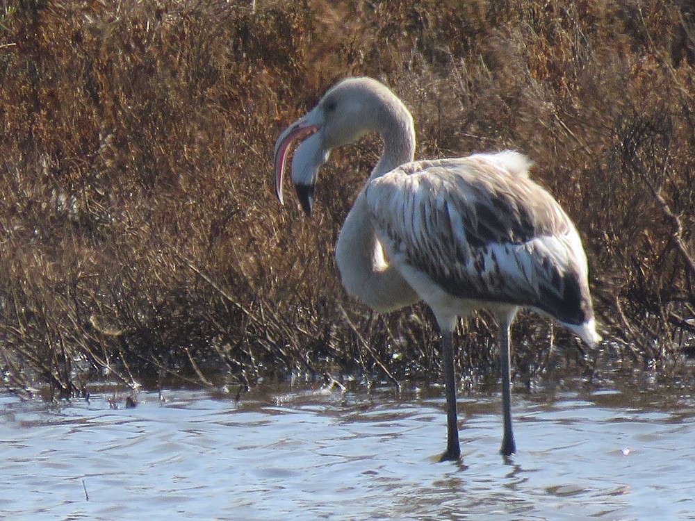 Greater Flamingo - ML72820961