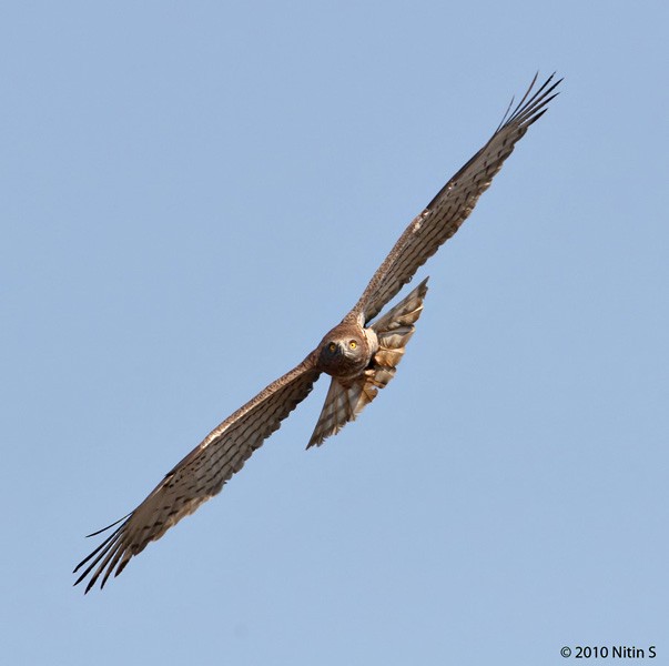 Short-toed Snake-Eagle - Nitin Srinivasa Murthy