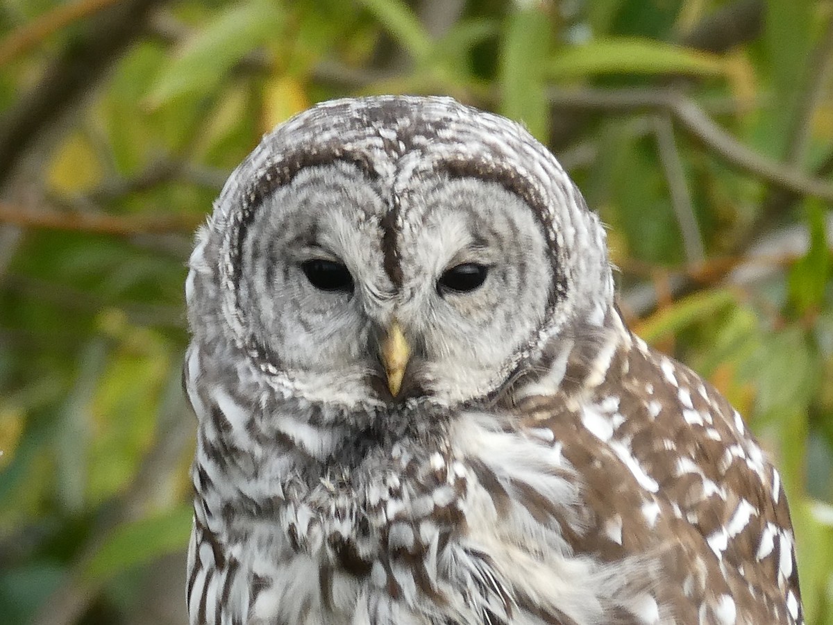 Barred Owl - ML72825251