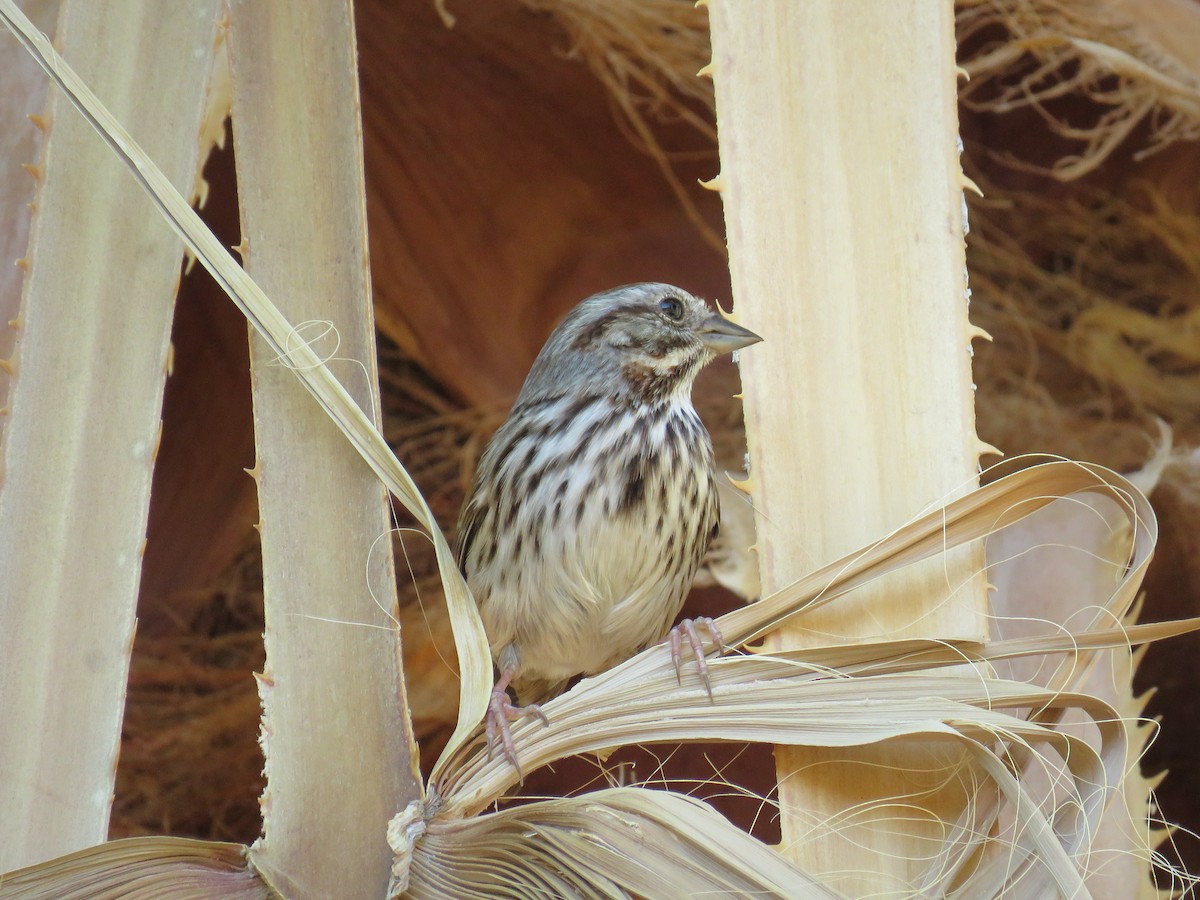 Song Sparrow - Robert Theriault