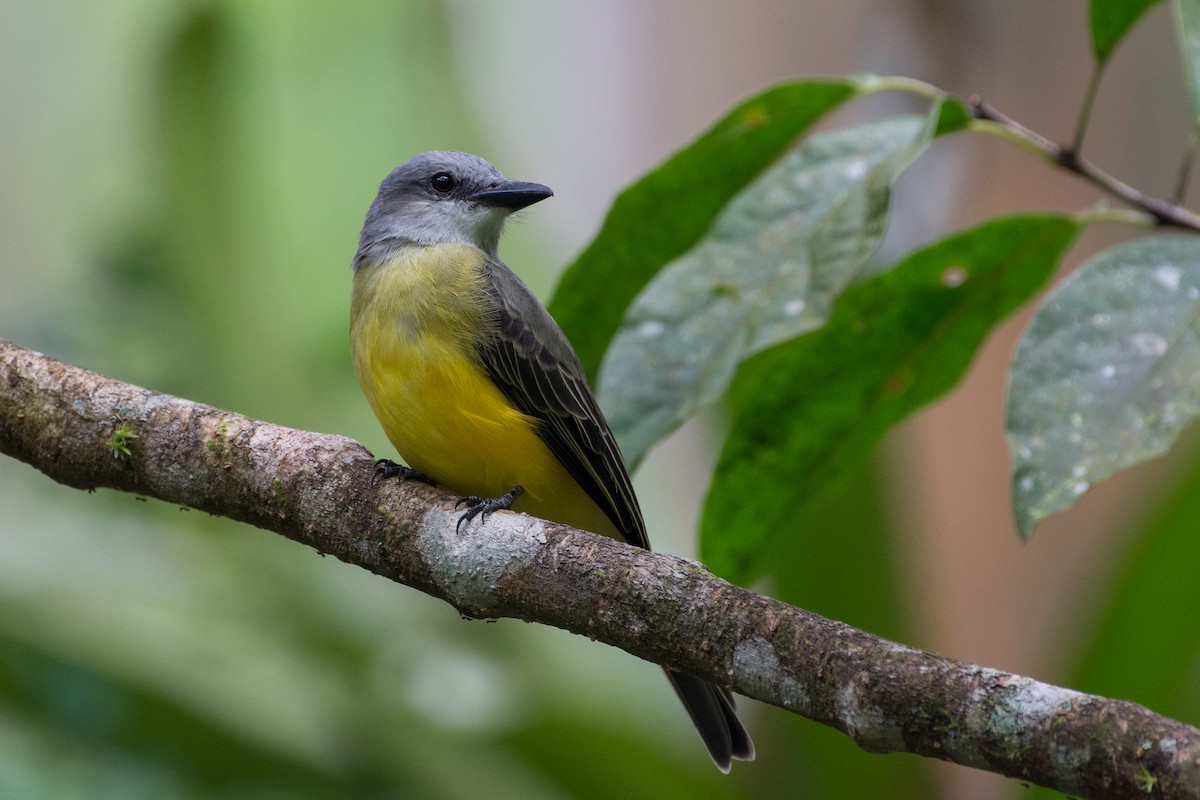 Tropical Kingbird - Oliver Griffin