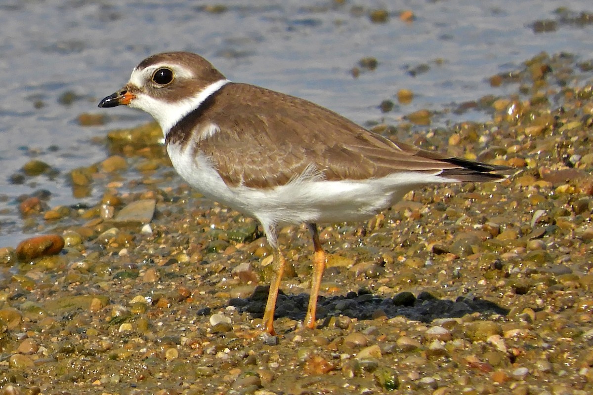 Semipalmated Plover - ML72827791