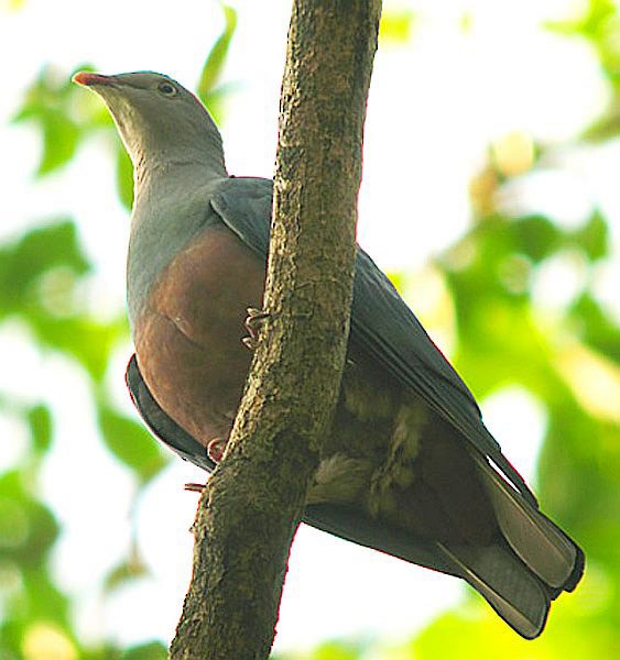 Spotted Imperial-Pigeon - ML728302