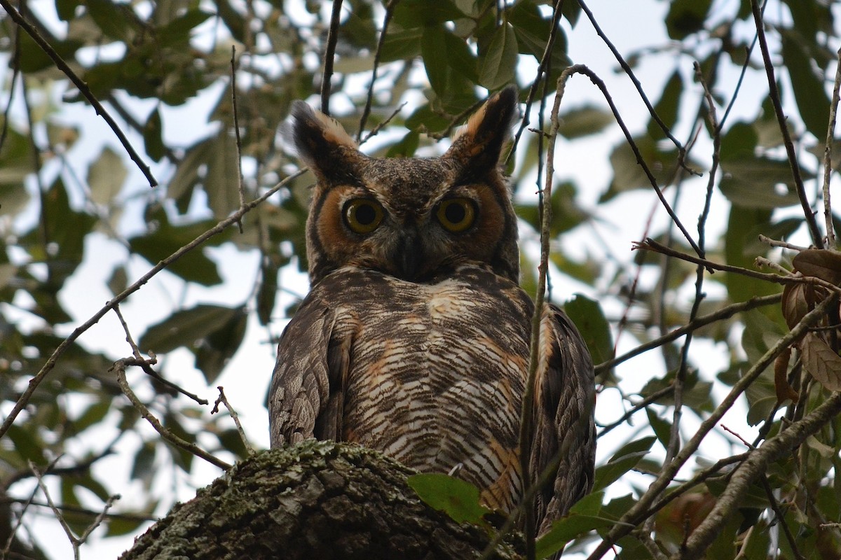Great Horned Owl - Hans Holbrook
