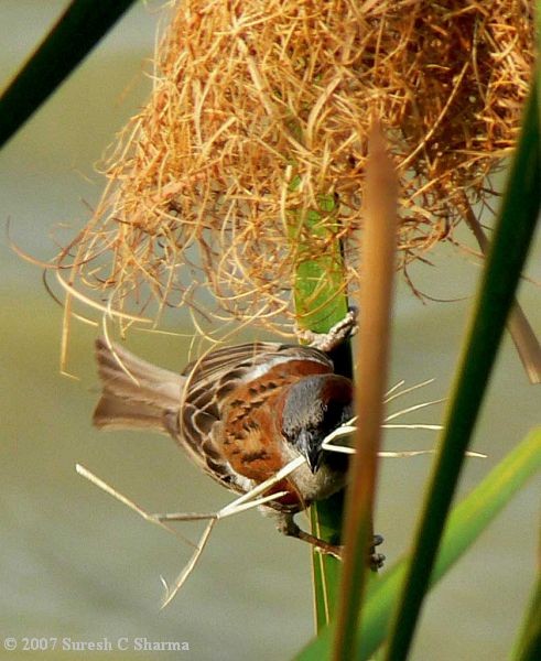 Sind Sparrow - Suresh Sharma