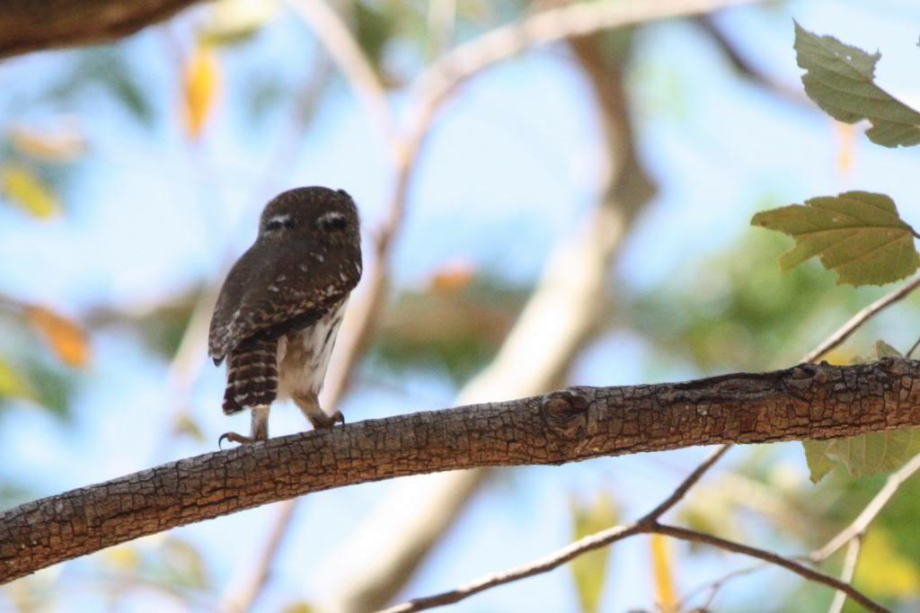 Ferruginous Pygmy-Owl (Ferruginous) - ML72831681