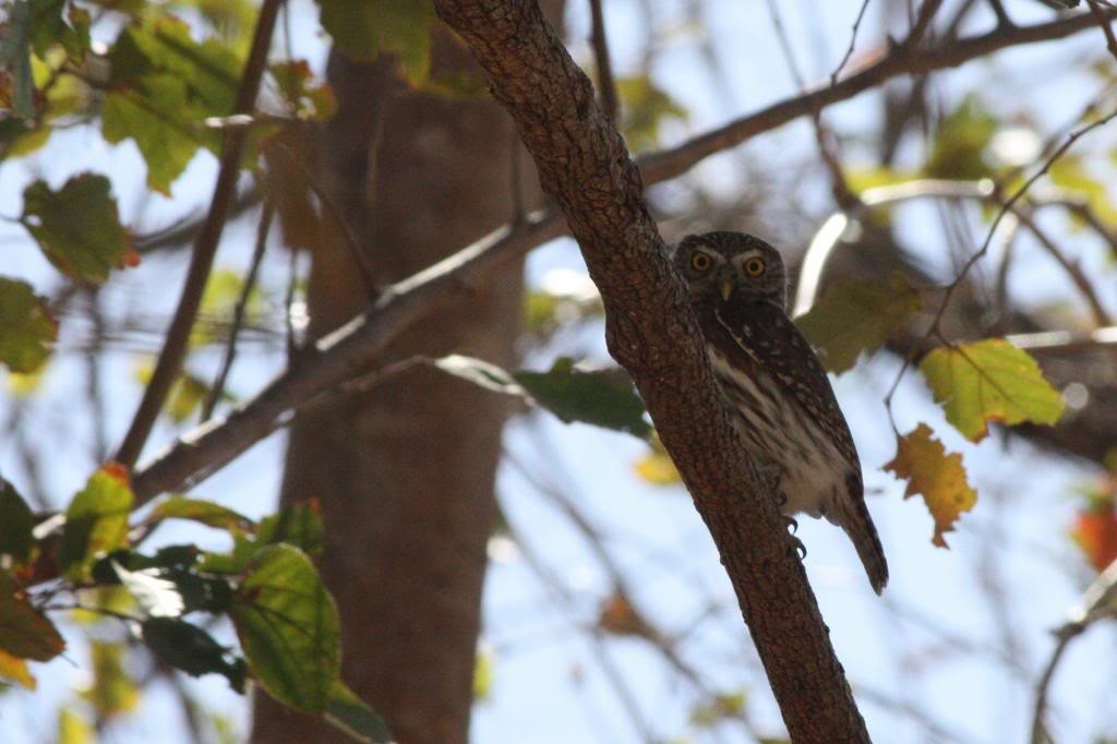 Ferruginous Pygmy-Owl (Ferruginous) - ML72831761