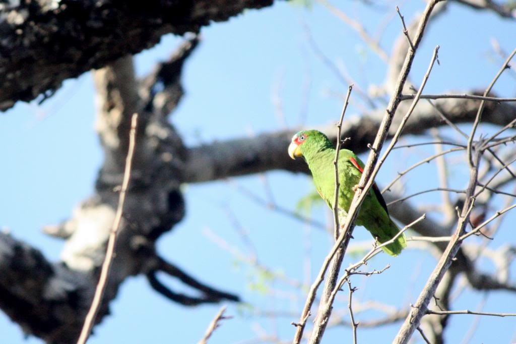 White-fronted Parrot - ML72831951