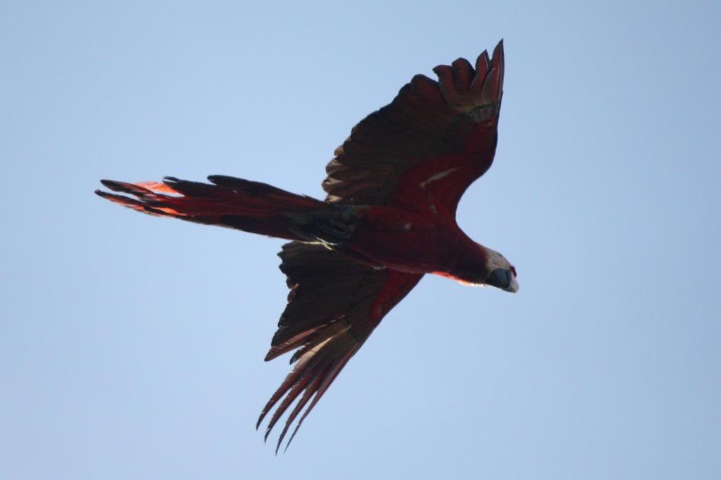Scarlet Macaw - ML72831981
