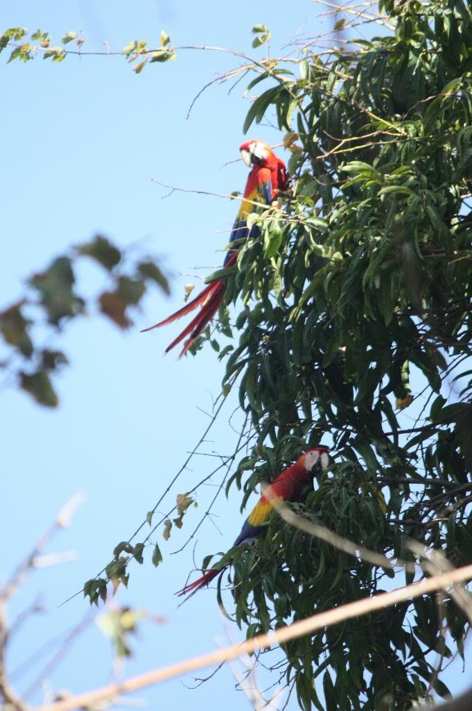 Scarlet Macaw - ML72832011