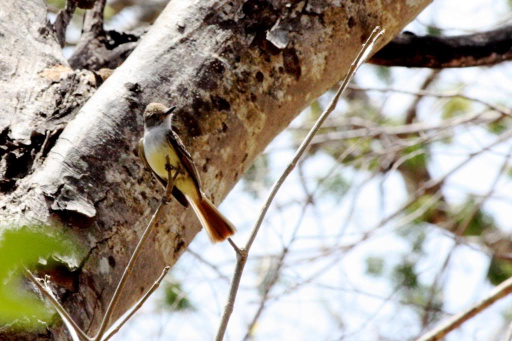 Brown-crested Flycatcher (Ometepe) - Corey Lange