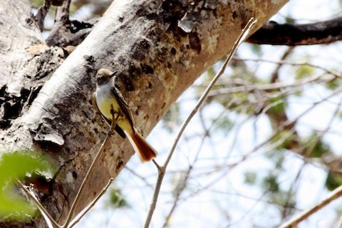 Brown-crested Flycatcher - eBird