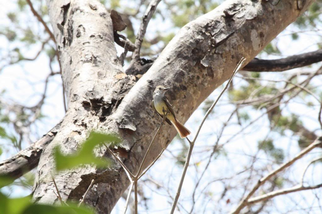Brown-crested Flycatcher (Ometepe) - ML72832061