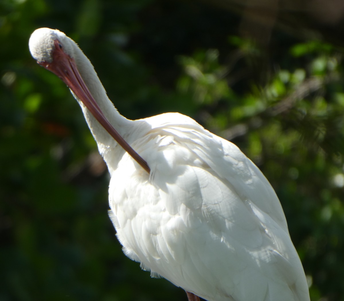 Ibis blanc - ML72832441