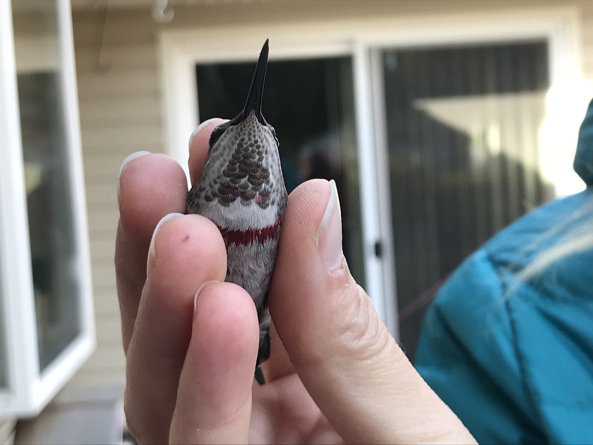 Anna's Hummingbird - ML72832681