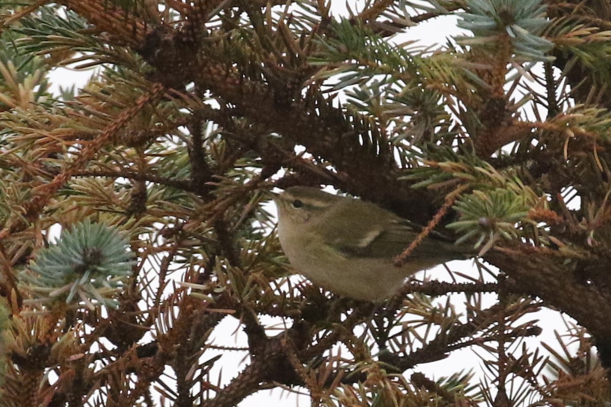 Hume's Warbler - ML72832771