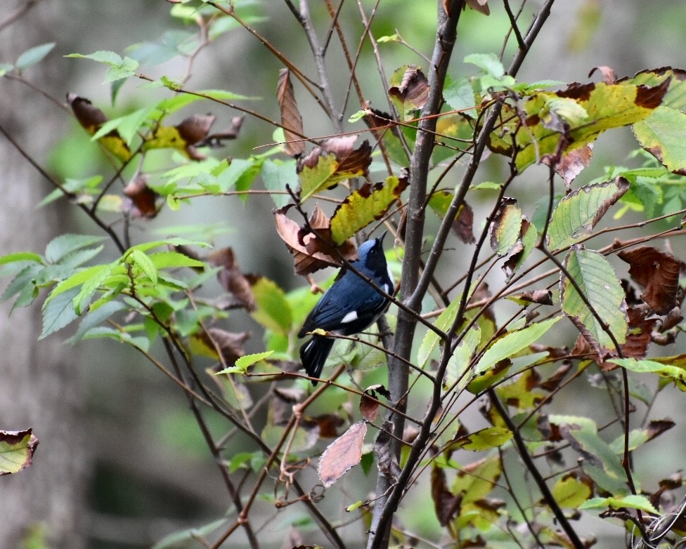 Black-throated Blue Warbler - Steven Weiss