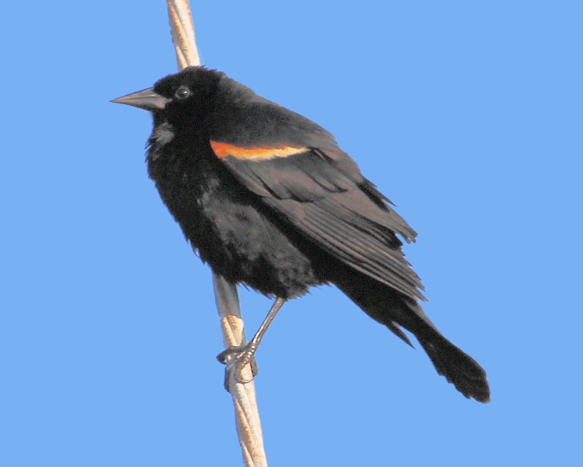 Red-winged Blackbird - ML72835241