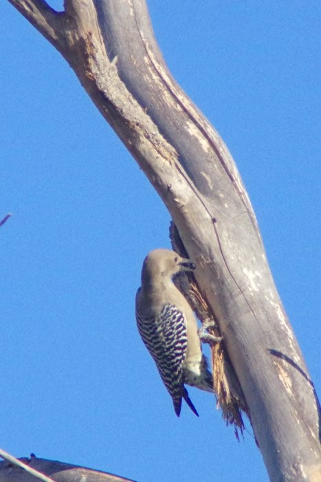 Gila Woodpecker - ML72836131