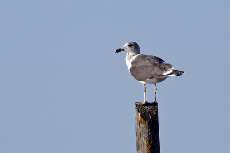 Lesser Black-backed Gull - Francisco Barroqueiro