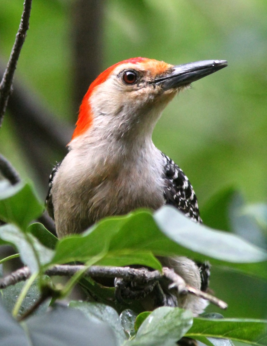 Red-bellied Woodpecker - Dave Spier