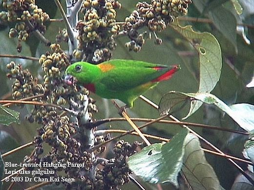 Blue-crowned Hanging-Parrot - ML728389