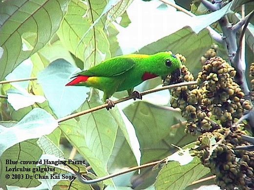 Blue-crowned Hanging-Parrot - ML728390