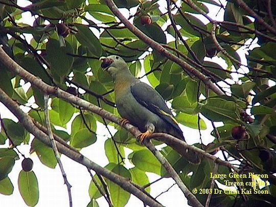 Large Green-Pigeon - ML728399