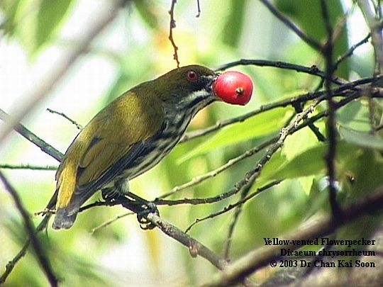 Yellow-vented Flowerpecker - ML728406