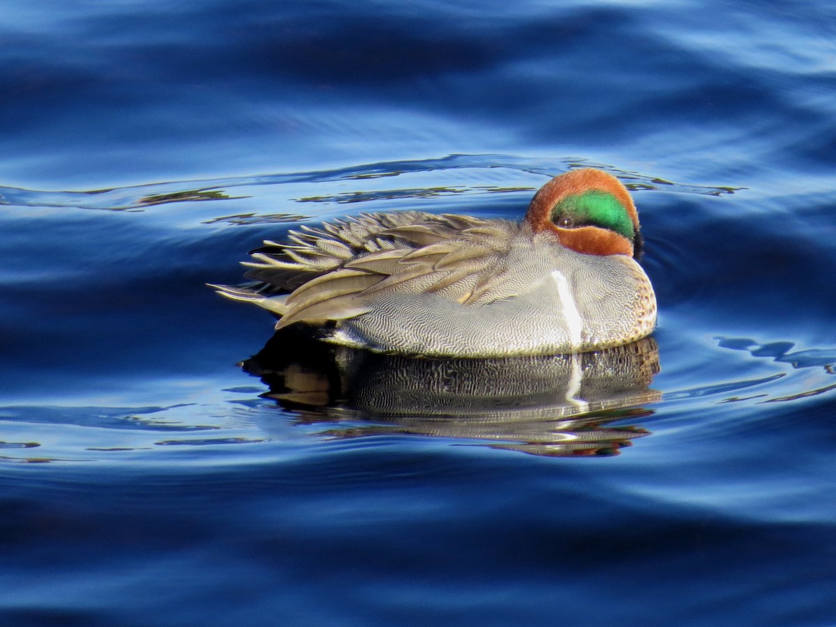 Green-winged Teal - WS Barbour