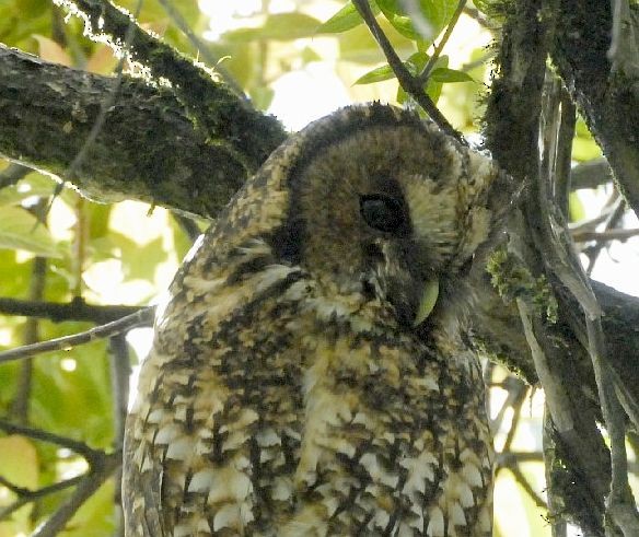 Himalayan Owl - ML728451