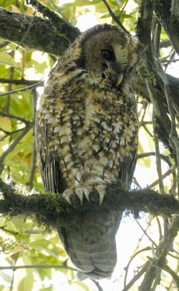 Himalayan Owl - Alka Vaidya