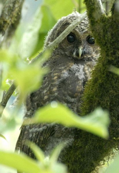 Himalayan Owl - ML728453