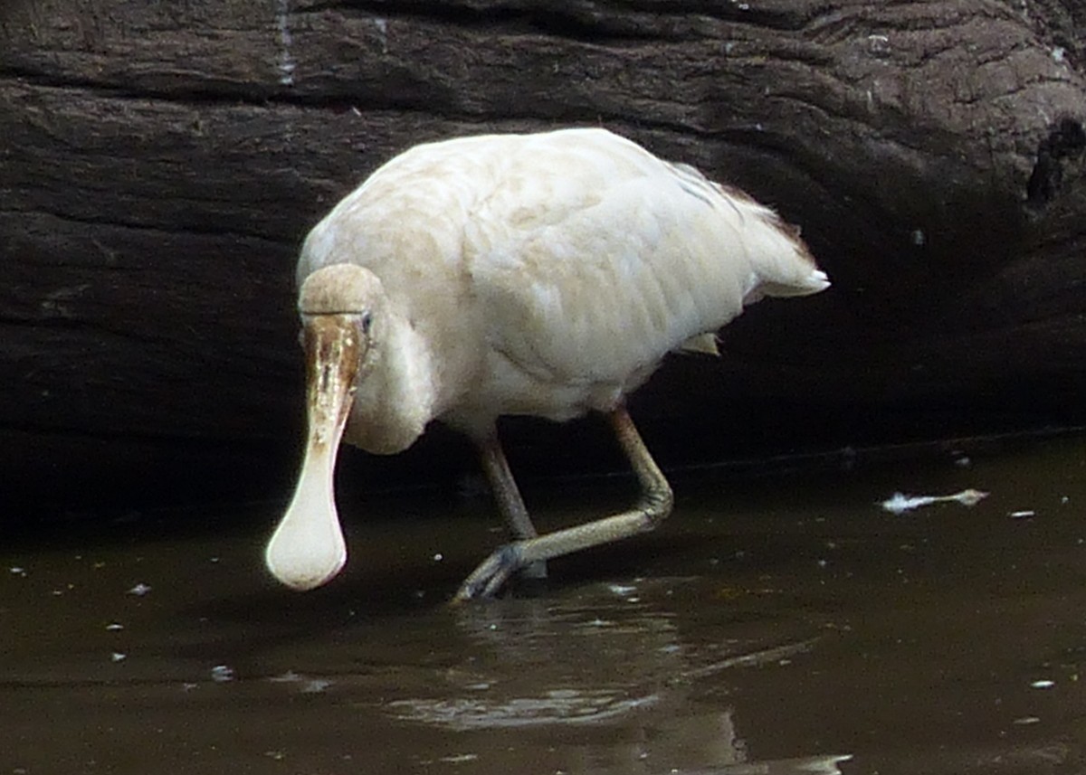 Yellow-billed Spoonbill - Andy Frank