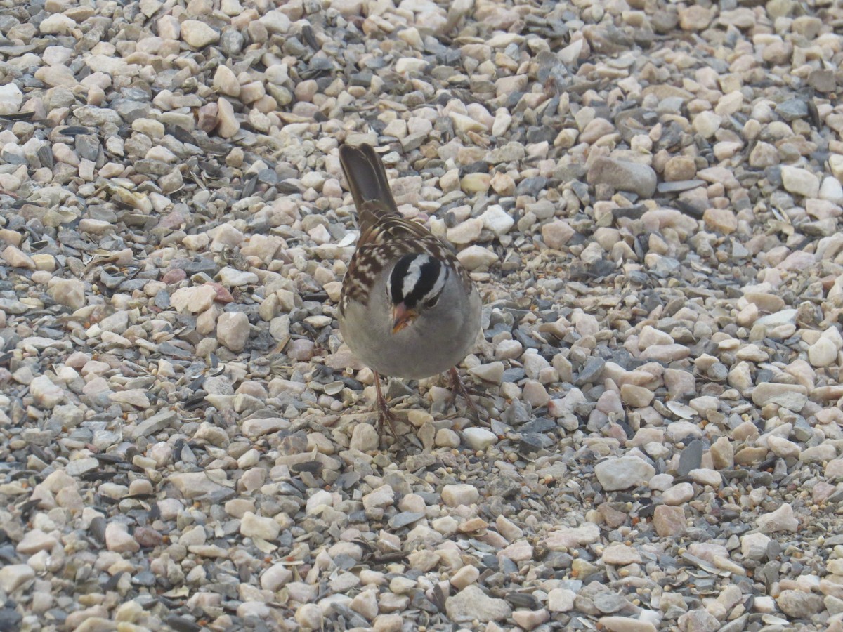 White-crowned Sparrow - Stuart Malcolm